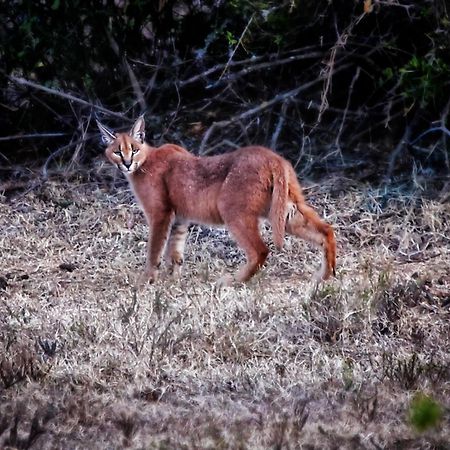 Riverbend Lodge Addo Bagian luar foto