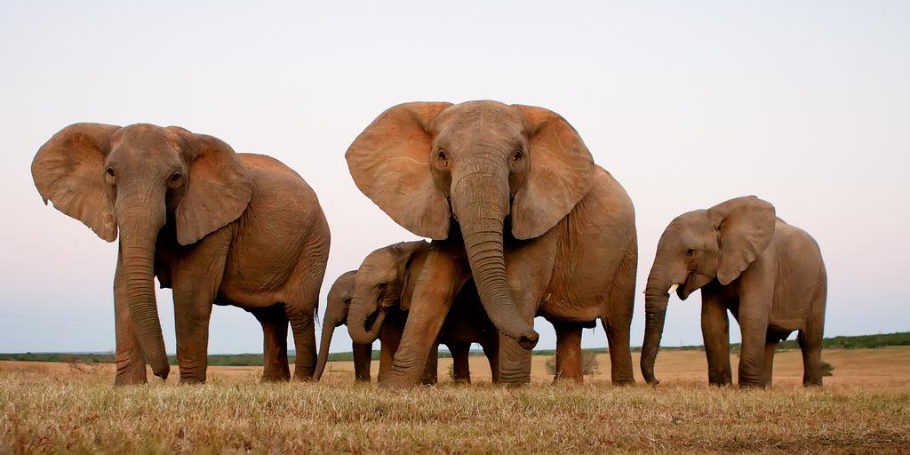Riverbend Lodge Addo Bagian luar foto