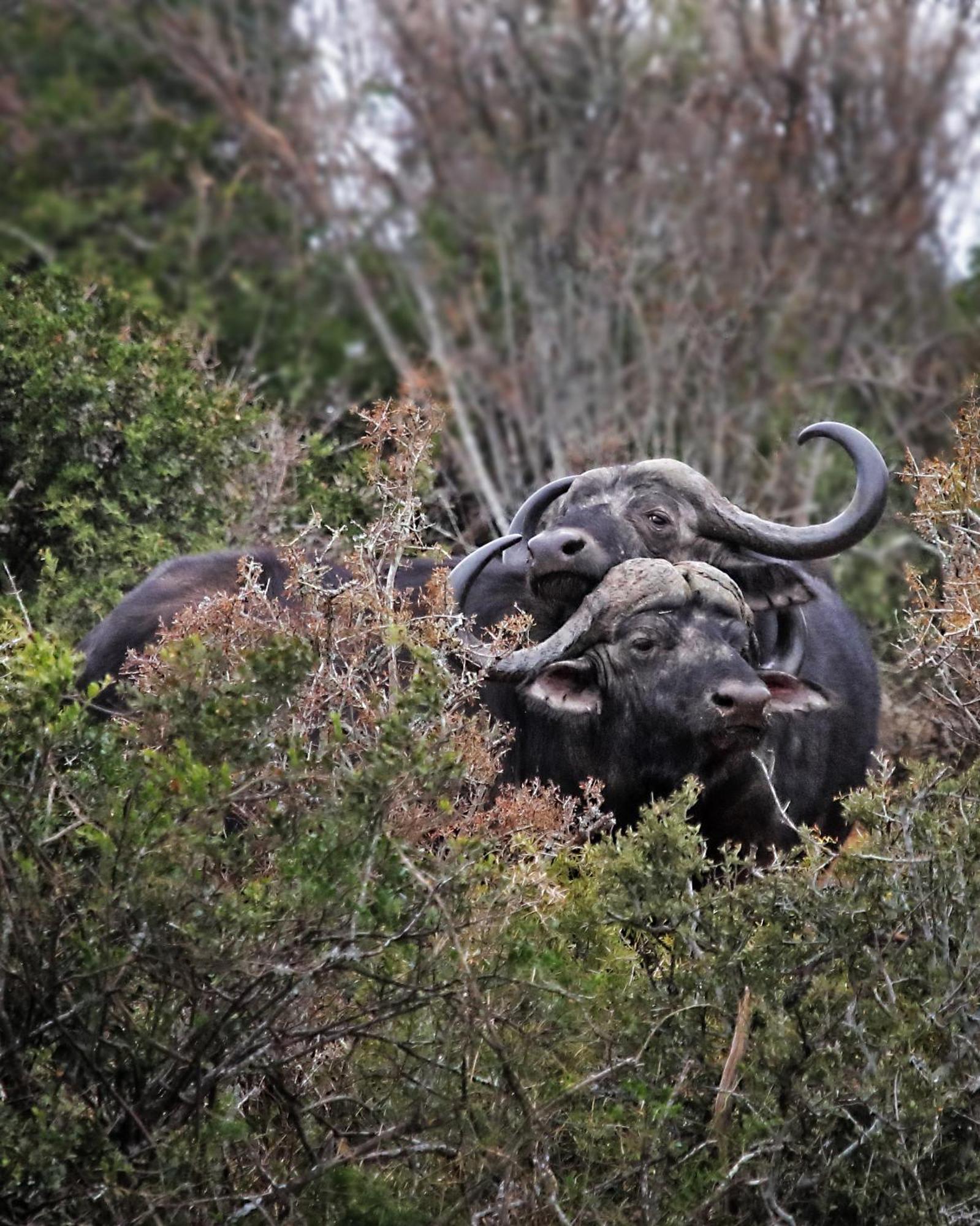 Riverbend Lodge Addo Bagian luar foto