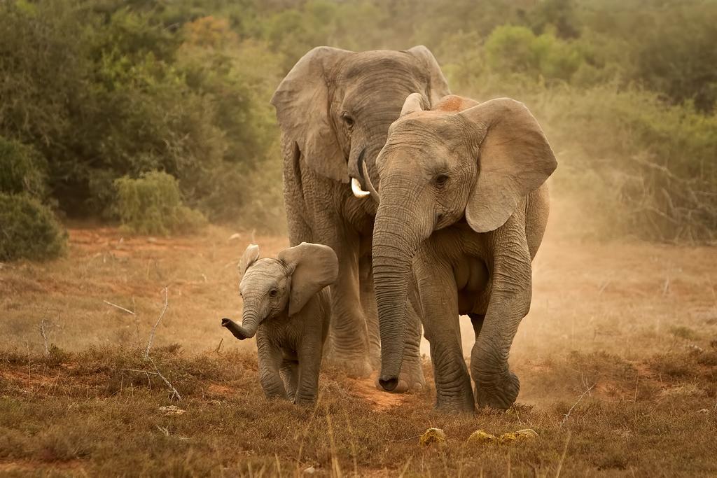 Riverbend Lodge Addo Bagian luar foto