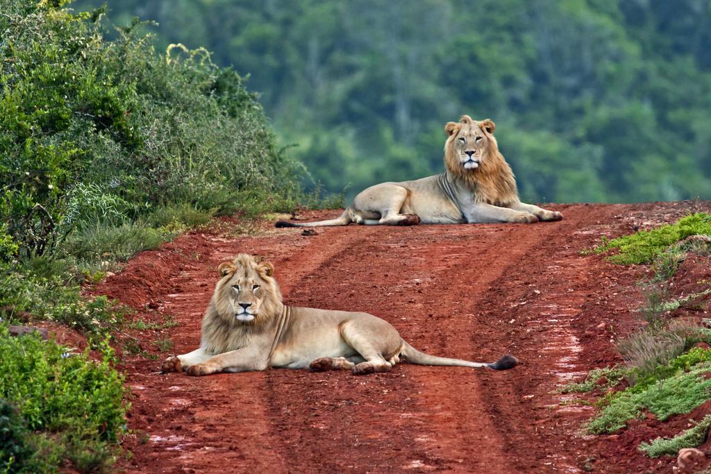 Riverbend Lodge Addo Bagian luar foto