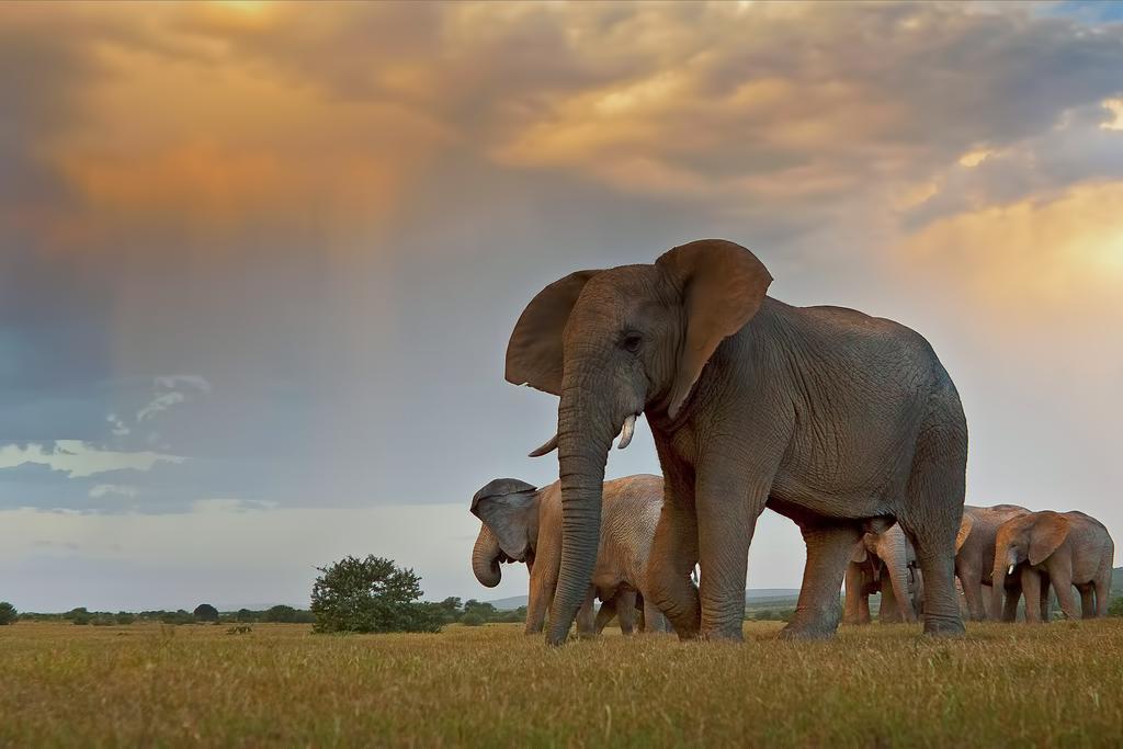 Riverbend Lodge Addo Bagian luar foto